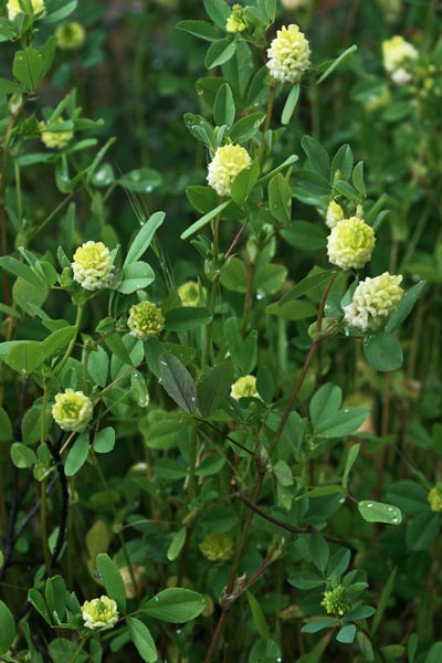 Trifolium campestre, Trifoglio campestre, Mole-mole, Travullu, Trevozu