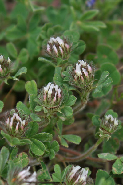 Trifolium cherleri, Trifoglio di Cherler, Travullu, Trevozu