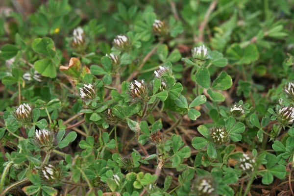 Trifolium cherleri, Trifoglio di Cherler, Travullu, Trevozu