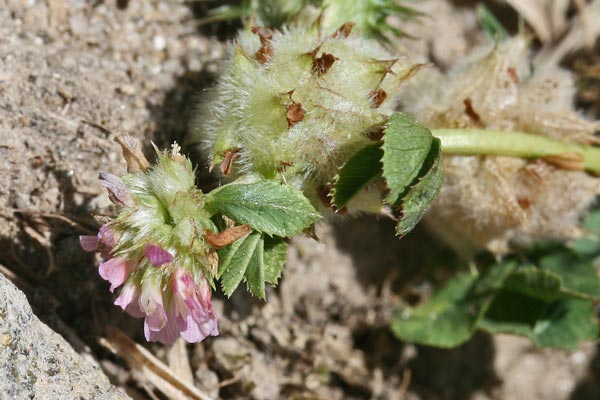 Trifolium fragiferum, Trifoglio a fragola, Trifoglio fragolino, Travullu, Trevozu