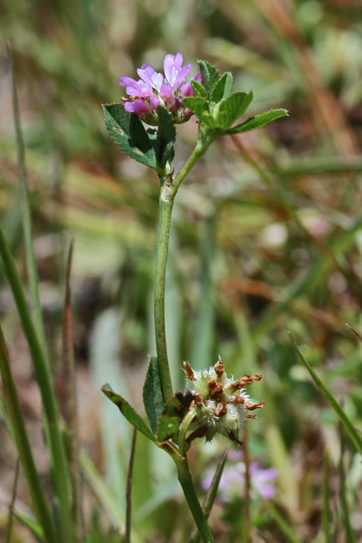 Trifolium fragiferum, Trifoglio a fragola, Trifoglio fragolino, Travullu, Trevozu