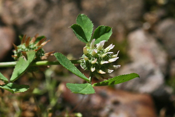 Trifolium glomeratum, Trifoglio glomerato, Trivozzu, Truvullu