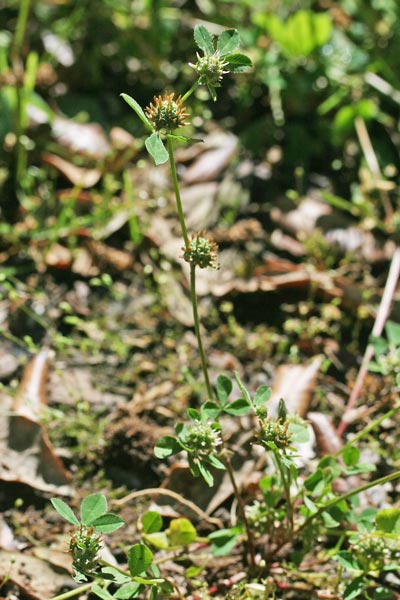 Trifolium glomeratum, Trifoglio glomerato, Trivozzu, Truvullu