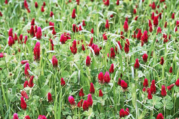 Trifolium incarnatum, Trifoglio rosso, Trifoglio incarnato, Trivozzu, Truvullu