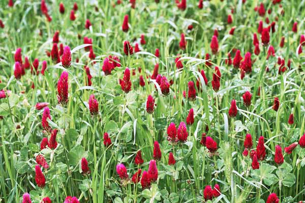 Trifolium incarnatum, Trifoglio rosso, Trifoglio incarnato, Trivozzu, Truvullu