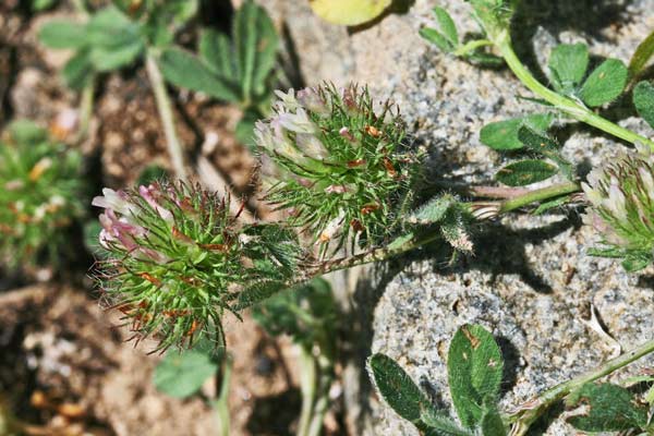 Trifolium lappaceum, Trifoglio lappaceo, Travullu, Trevozu
