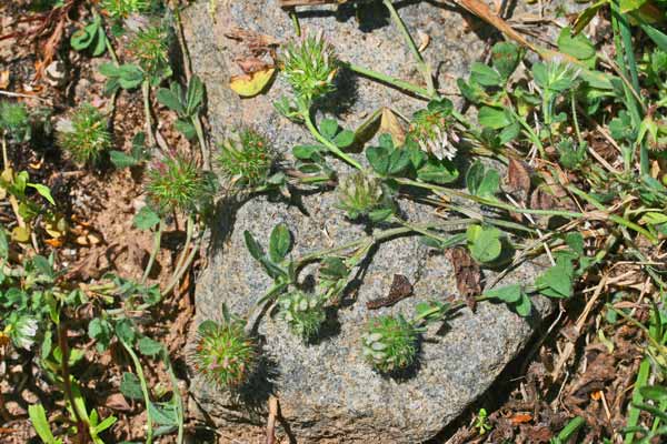 Trifolium lappaceum, Trifoglio lappaceo, Travullu, Trevozu