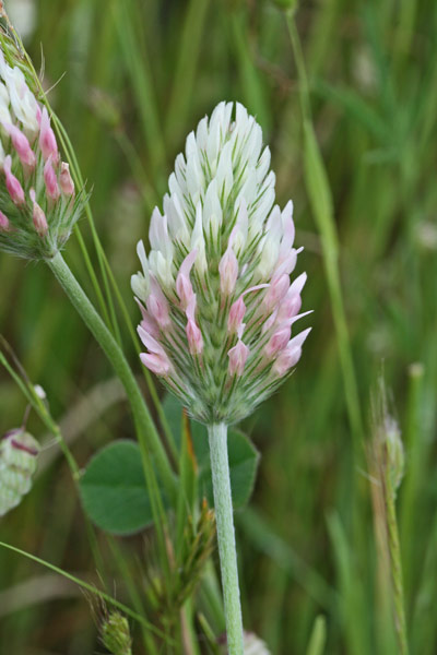 Trifolium incarnatum subsp. molinerii, Trifoglio incarnato, Trivozzu, Truvullu