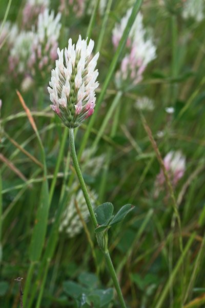 Trifolium incarnatum subsp. molinerii, Trifoglio incarnato, Trivozzu, Truvullu