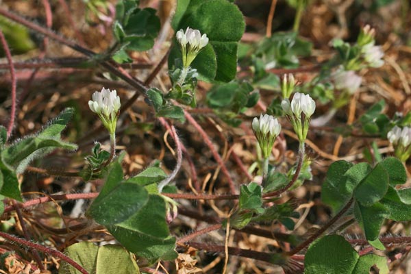 Trifolium brachycalycinum,  Trifoglio con calice breve, Trifoglio oxaloide, Travullu, Trevozu
