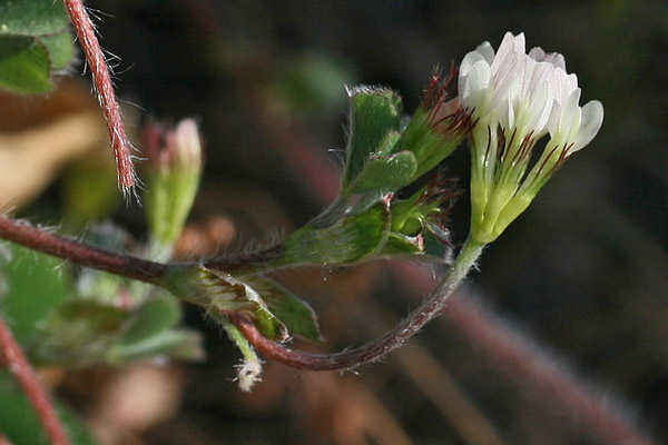 Trifolium brachycalycinum,  Trifoglio con calice breve, Trifoglio oxaloide, Travullu, Trevozu