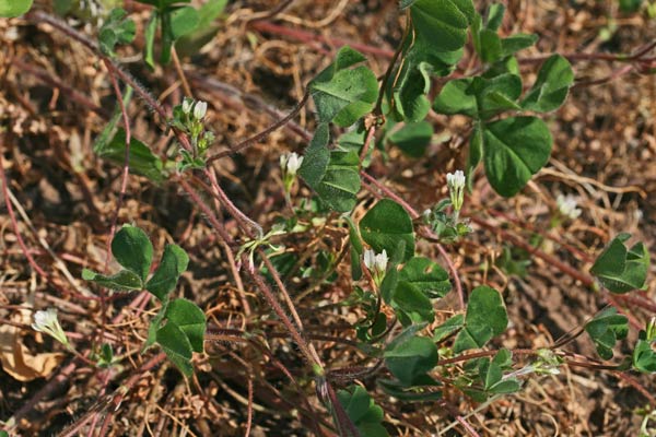 Trifolium brachycalycinum,  Trifoglio con calice breve, Trifoglio oxaloide, Travullu, Trevozu