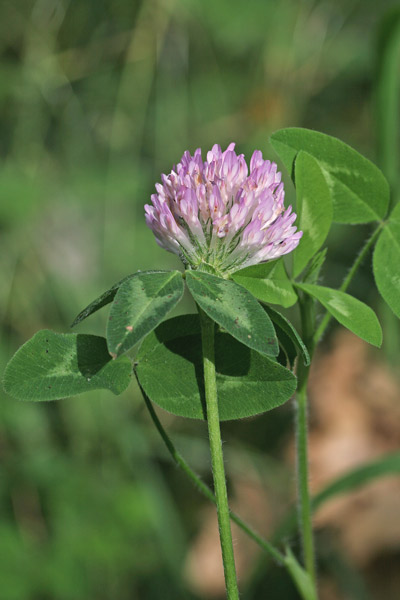 Trifolium pratense, Moscino, Trifoglio comune, Trifoglio dei prati, Trifoglio nivale, Trifoglio pratense, Trifoglio rosso, Trifoglio violetto, Trevullu arrubiu, Trivozu conchi ruju, Trivozu ruju