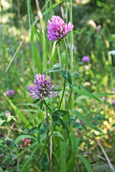 Trifolium pratense, Moscino, Trifoglio comune, Trifoglio dei prati, Trifoglio nivale, Trifoglio pratense, Trifoglio rosso, Trifoglio violetto, Trevullu arrubiu, Trivozu conchi ruju, Trivozu ruju