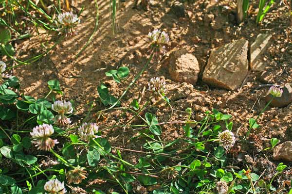 Trifolium repens, Trifoglio bianco, Trifoglio bianco olandese, Trifoglio ladino, Travullu a folla lada, Trevullu biancu, Trivozu biancu, Trivozu conchi biancu