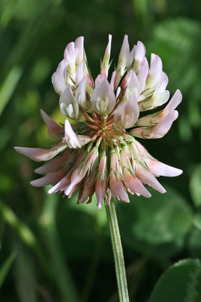 Trifolium repens, Trifoglio bianco, Trifoglio bianco olandese, Trifoglio ladino, Travullu a folla lada, Trevullu biancu, Trivozu biancu, Trivozu conchi biancu