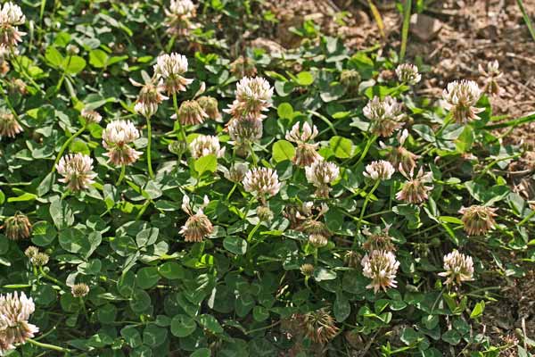 Trifolium repens, Trifoglio bianco, Trifoglio bianco olandese, Trifoglio ladino, Travullu a folla lada, Trevullu biancu, Trivozu biancu, Trivozu conchi biancu