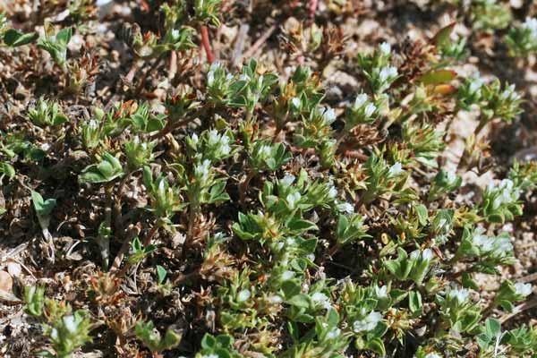 Trifolium scabrum, Trifoglio scabro, Travullu, Trevozu