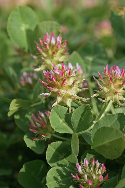 Trifolium spumosum, Trifoglio spumoso, Trevullu bumbosu