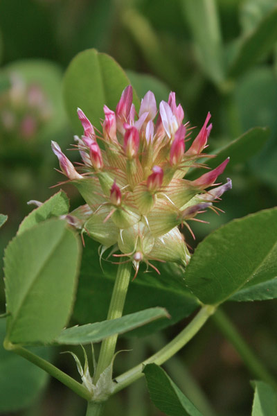 Trifolium spumosum, Trifoglio spumoso, Trevullu bumbosu