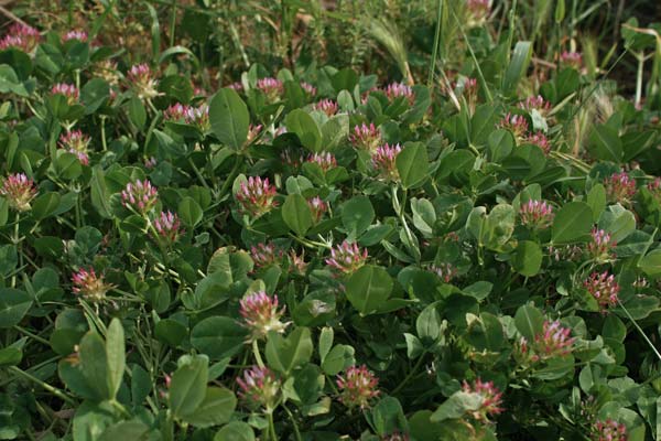Trifolium spumosum, Trifoglio spumoso, Trevullu bumbosu