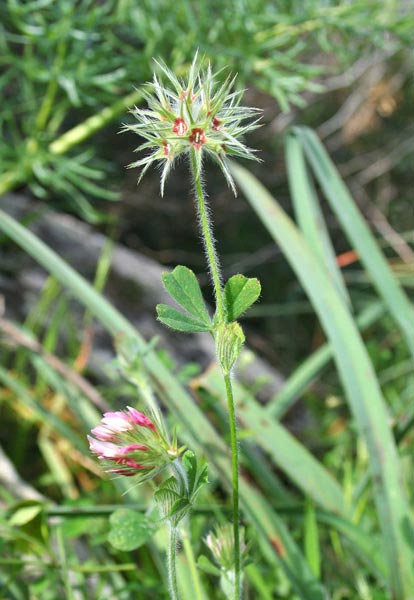 Trifolium stellatum, Trifoglio stellato, Trivozzu, Truvullu