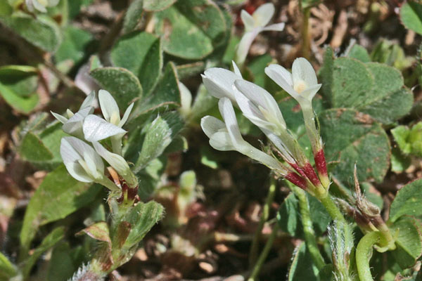 Trifolium subterraneum, Trifoglio sotterraneo, Travullu a cambu longu