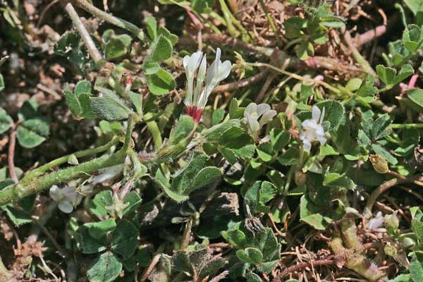 Trifolium subterraneum subsp. subterraneum, Trifoglio sotterraneo, Travullu a cambu longu