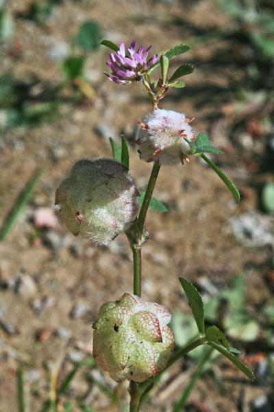 Trifolium tomentosum, Erba bozzolina, Trifoglio tomentoso, Trevulleddu bumbosu