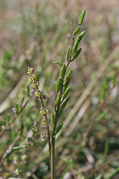 Triglochin laxiflora, Giuncastrello meridionale