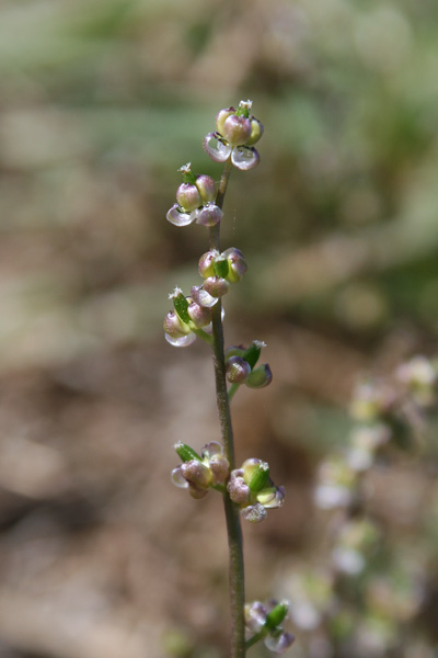 Triglochin laxiflora, Giuncastrello meridionale