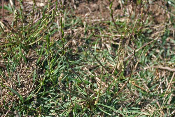 Triglochin laxiflora, Giuncastrello meridionale