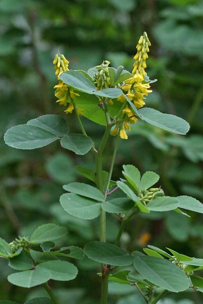 Trigonella italica, Meliloto italiano, Meliloto italico, Tribolo a foglia grande, Mole-mole, Trevullu de cuaddus