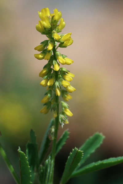 Trigonella smalii, Meliloto d'India, Mole-mole, Trevullu de cuaddus