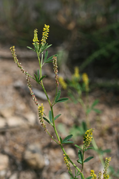 Trigonella smalii, Meliloto d'India, Mole-mole, Trevullu de cuaddus