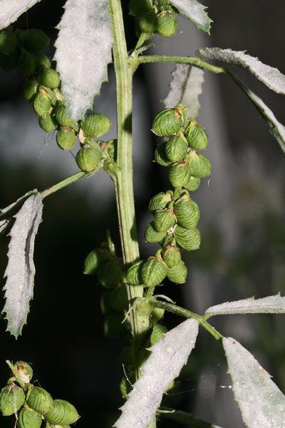 Trigonella sulcata, Meliloto solcato, Mole-mole, Trevullu de cuaddus