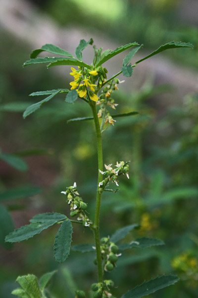 Trigonella sulcata, Meliloto solcato, Mole-mole, Trevullu de cuaddus