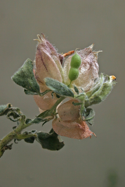 Tripodion tetraphyllum, Vulneraria annuale, Assudda burda