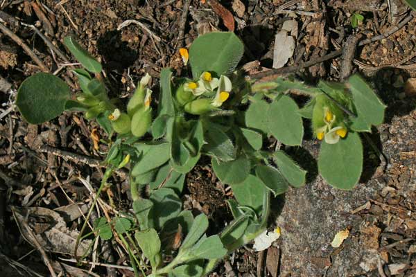 Tripodion tetraphyllum, Vulneraria annuale, Assudda burda