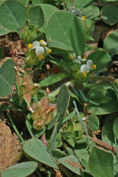 Tripodion tetraphyllum, Vulneraria annuale, Assudda burda