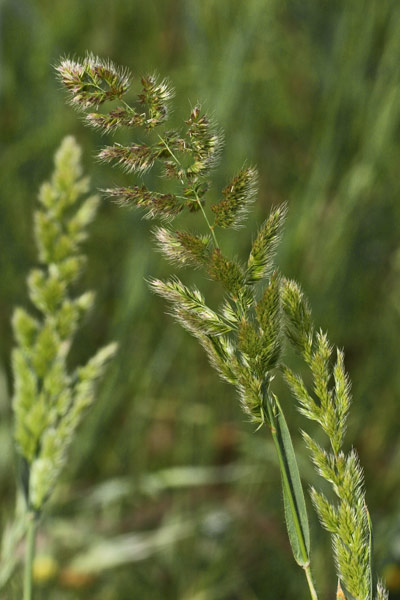 Trisetaria panicea, Gramigna minore, Erba leporina