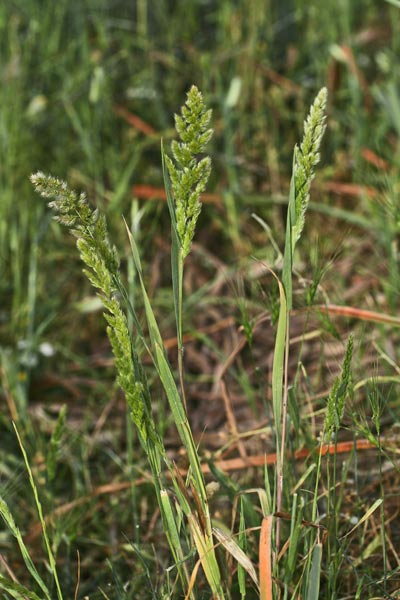Trisetaria panicea, Gramigna minore, Erba leporina
