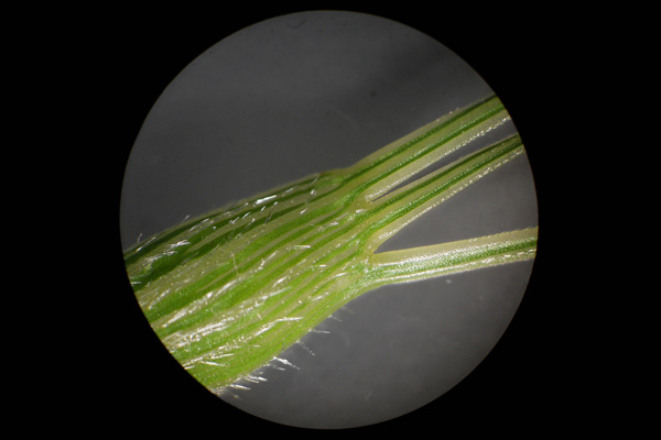 Triticum neglectum, Cerere con tre reste, Egilope negletta, Grano negletto, Trigu de fromigas