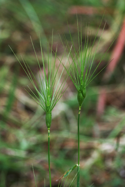 Triticum neglectum, Cerere con tre reste, Egilope negletta, Grano negletto, Trigu de fromigas