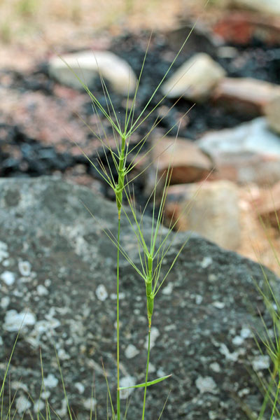 Triticum triunciale, Cerere allungata, Egilope allungata, Grano allungato