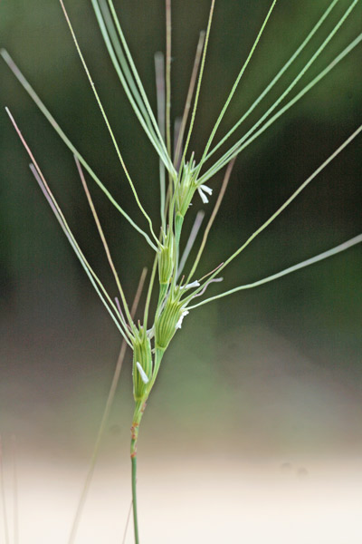 Triticum triunciale, Cerere allungata, Egilope allungata, Grano allungato