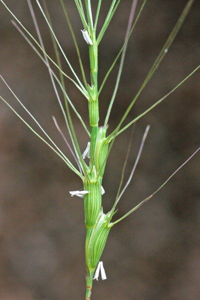 Triticum triunciale, Cerere allungata, Egilope allungata, Grano allungato