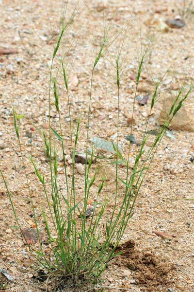 Triticum triunciale, Cerere allungata, Egilope allungata, Grano allungato