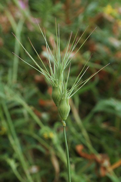 Triticum vagans, Cerere comune, Egilope ovata, Gramigna stellata, Grano delle formiche