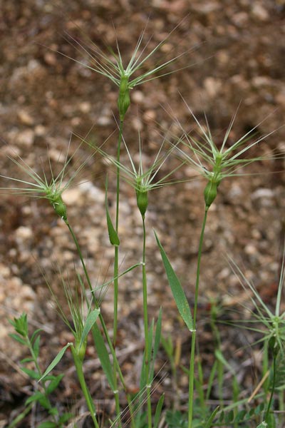 Triticum vagans, Cerere comune, Egilope ovata, Gramigna stellata, Grano delle formiche